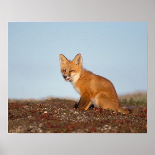 red fox Vulpes vulpes in fall colors along the 2 Poster