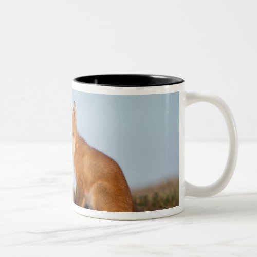 red fox Vulpes vulpes in fall colors along the 2 Two_Tone Coffee Mug