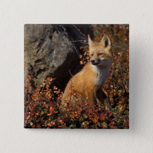 red fox Vulpes vulpes in fall colors along the 4 Button
