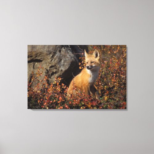 red fox Vulpes vulpes in fall colors along the 4 Canvas Print