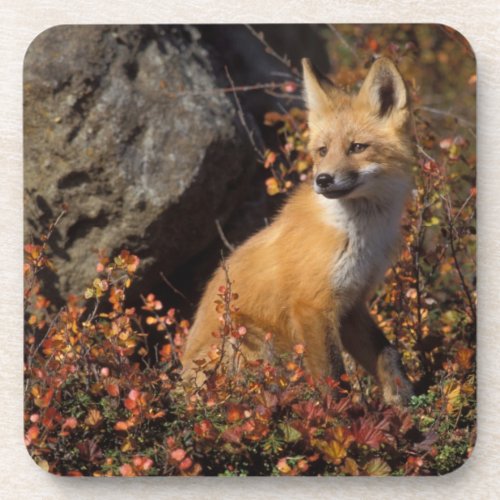 red fox Vulpes vulpes in fall colors along the 4 Drink Coaster
