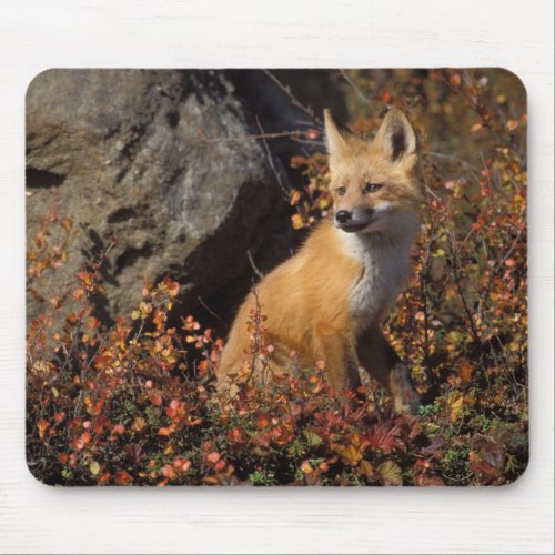 red fox Vulpes vulpes in fall colors along the 4 Mouse Pad