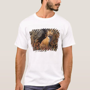 red fox, Vulpes vulpes, in fall colors along the 4 T-Shirt