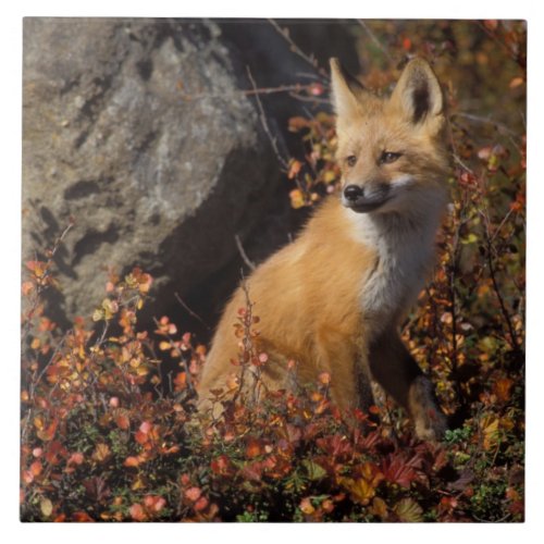 red fox Vulpes vulpes in fall colors along the 4 Tile