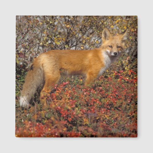 red fox Vulpes vulpes in fall colors along the 5 Magnet