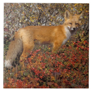 red fox, Vulpes vulpes, in fall colors along the 5 Tile