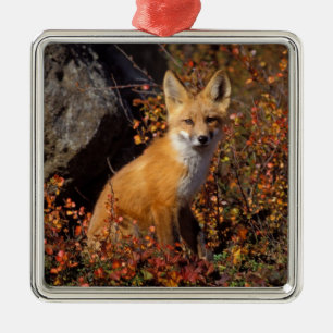 red fox, Vulpes vulpes, in fall colors along the Metal Ornament