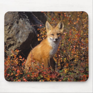 red fox, Vulpes vulpes, in fall colors along the Mouse Pad
