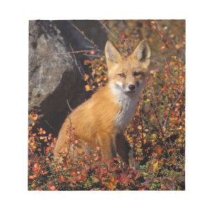 red fox, Vulpes vulpes, in fall colors along the Notepad