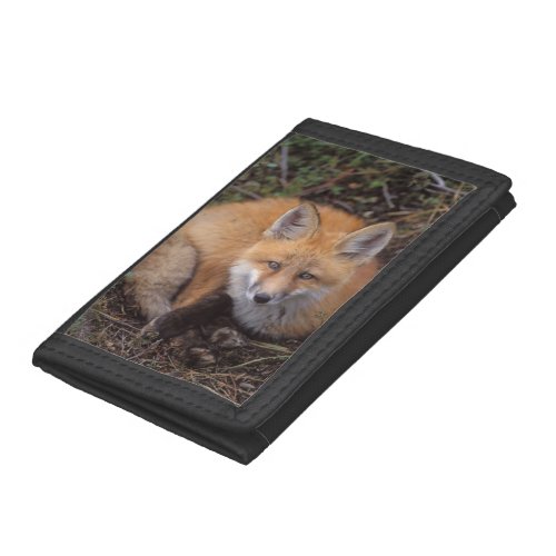 red fox Vulpes vulpes in fall colors along Trifold Wallet