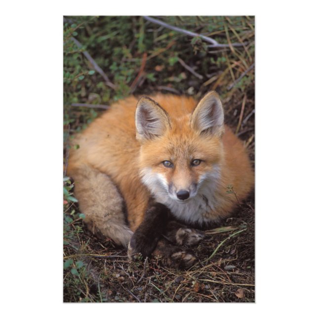 red fox, Vulpes vulpes, in fall colors Photo Print (Front)