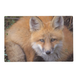 red fox, Vulpes vulpes, in fall colors Placemat