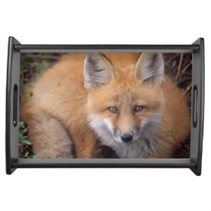 red fox, Vulpes vulpes, in fall colors Serving Tray