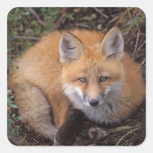 red fox, Vulpes vulpes, in fall colors Square Sticker