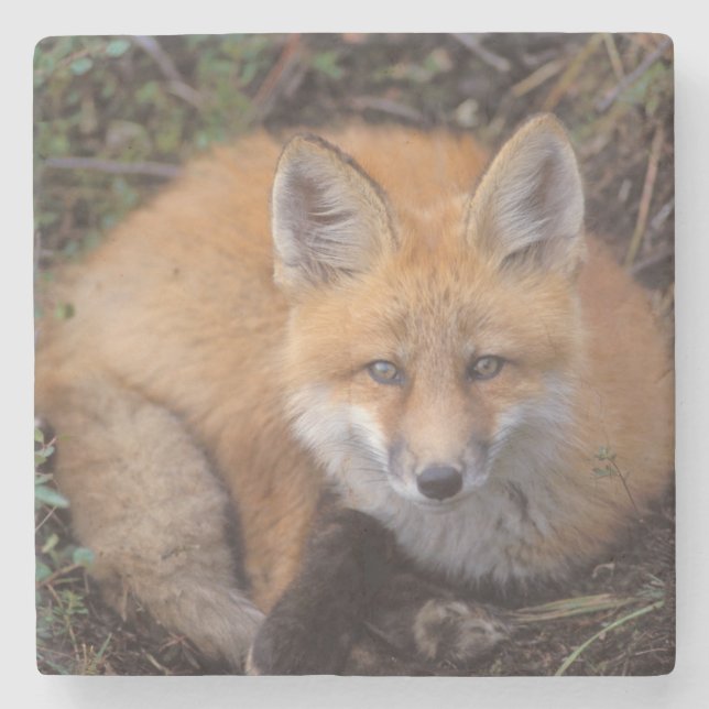 red fox, Vulpes vulpes, in fall colors Stone Coaster (Front)