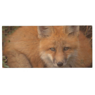 red fox, Vulpes vulpes, in fall colors Wood USB Flash Drive