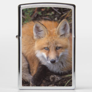 red fox, Vulpes vulpes, in fall colors Zippo Lighter