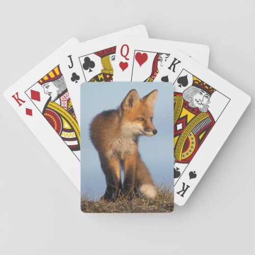 red fox Vulpes vulpes in the 1002 area of Playing Cards