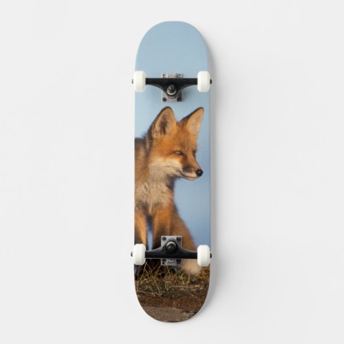 red fox Vulpes vulpes in the 1002 area of Skateboard