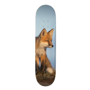 red fox, Vulpes vulpes, in the 1002 area of Skateboard