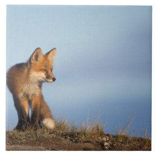 red fox, Vulpes vulpes, in the 1002 area of Tile