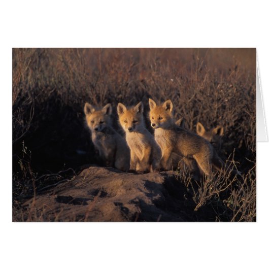 red fox, Vulpes vulpes, kits Cards (Front Horizontal)