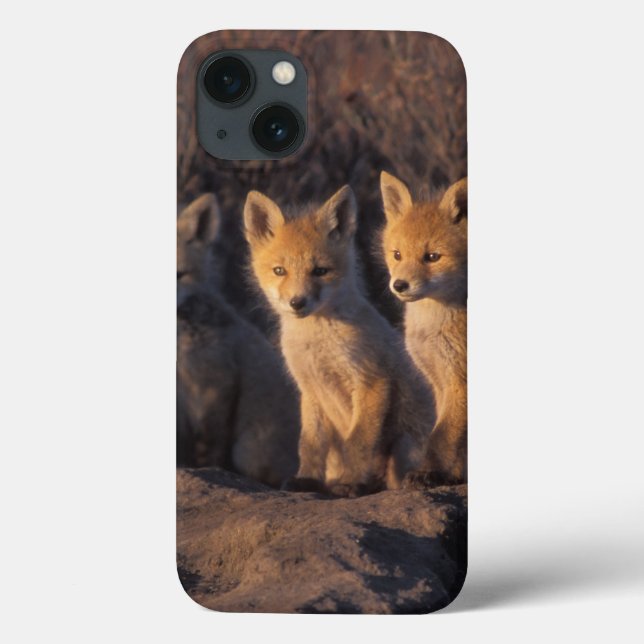 red fox, Vulpes vulpes, kits Case-Mate iPhone Case (Back)