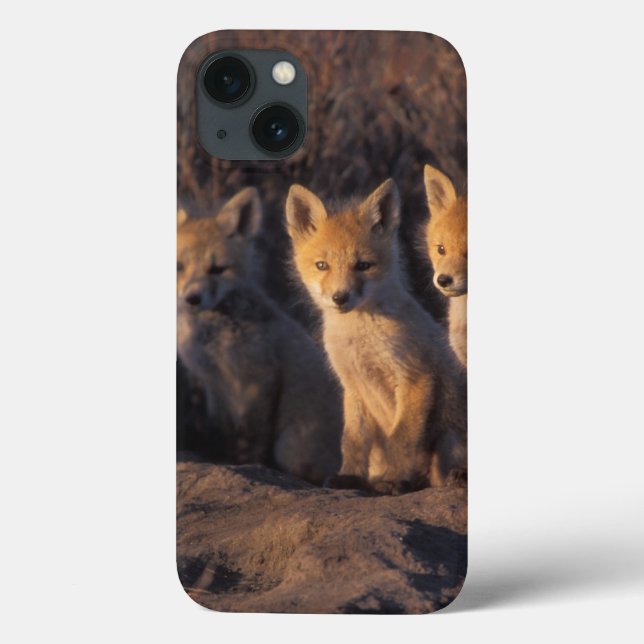 red fox, Vulpes vulpes, kits Case-Mate iPhone Case (Back)