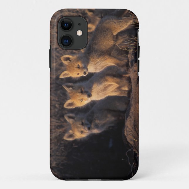 red fox, Vulpes vulpes, kits Case-Mate iPhone Case (Back)