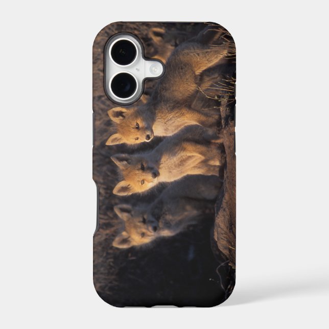 red fox, Vulpes vulpes, kits Iphone Case (Back)