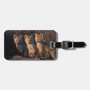 red fox, Vulpes vulpes, kits Luggage Tag