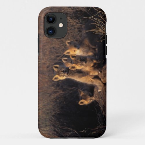 red fox Vulpes vulpes kits on their den in the iPhone 11 Case