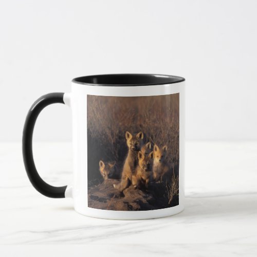 red fox Vulpes vulpes kits on their den in the Mug