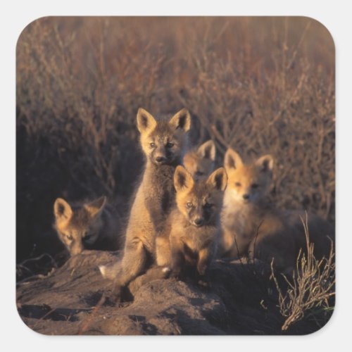 red fox Vulpes vulpes kits on their den in the Square Sticker
