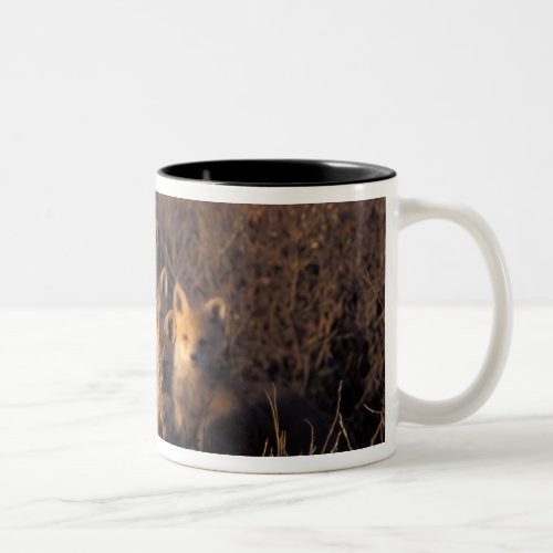 red fox Vulpes vulpes kits on their den in the Two_Tone Coffee Mug