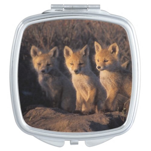 red fox Vulpes vulpes kits outside their Compact Mirror