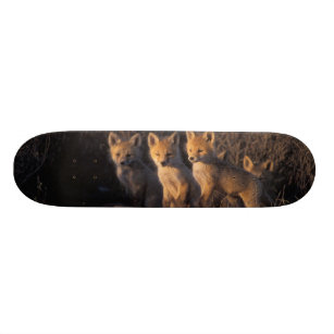 red fox, Vulpes vulpes, kits outside their Skateboard