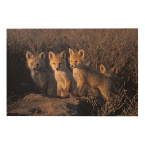red fox Vulpes vulpes kits outside their Wood Wall Art