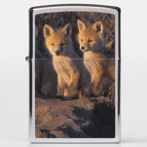 red fox Vulpes vulpes kits outside their Zippo Lighter