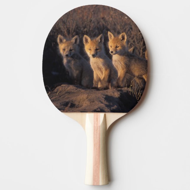 red fox, Vulpes vulpes, kits Ping-Pong Paddle (Front)