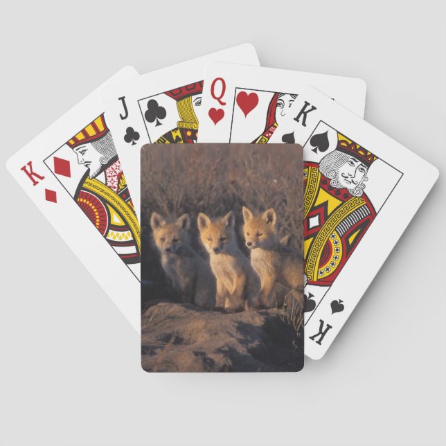 red fox, Vulpes vulpes, kits Poker Cards (Back)