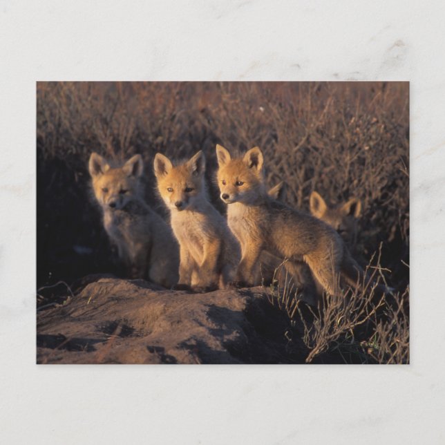 red fox, Vulpes vulpes, kits Postcard (Front)