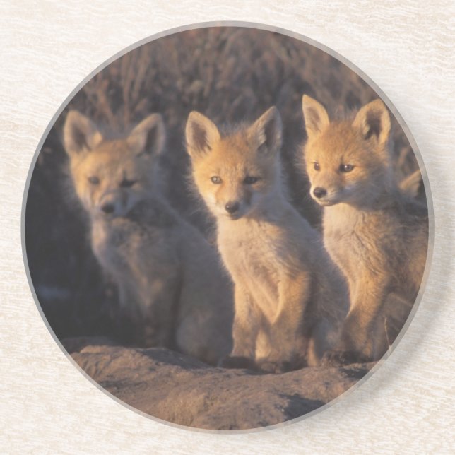 red fox, Vulpes vulpes, kits Sandstone Coaster (Front)