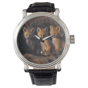 red fox, Vulpes vulpes, kits Watch