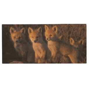 red fox, Vulpes vulpes, kits Wood USB Flash Drive