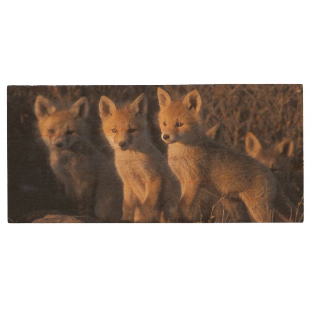 red fox, Vulpes vulpes, kits Wood USB Flash Drive (Front)