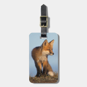 red fox, Vulpes vulpes Luggage Tag
