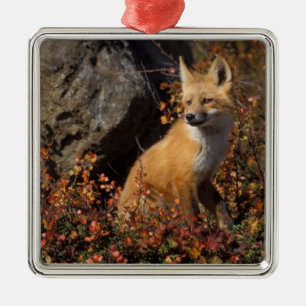 red fox, Vulpes vulpes Metal Ornament