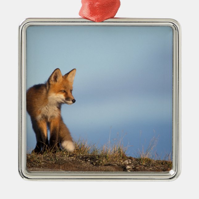 red fox, Vulpes vulpes Metal Ornament (Front)