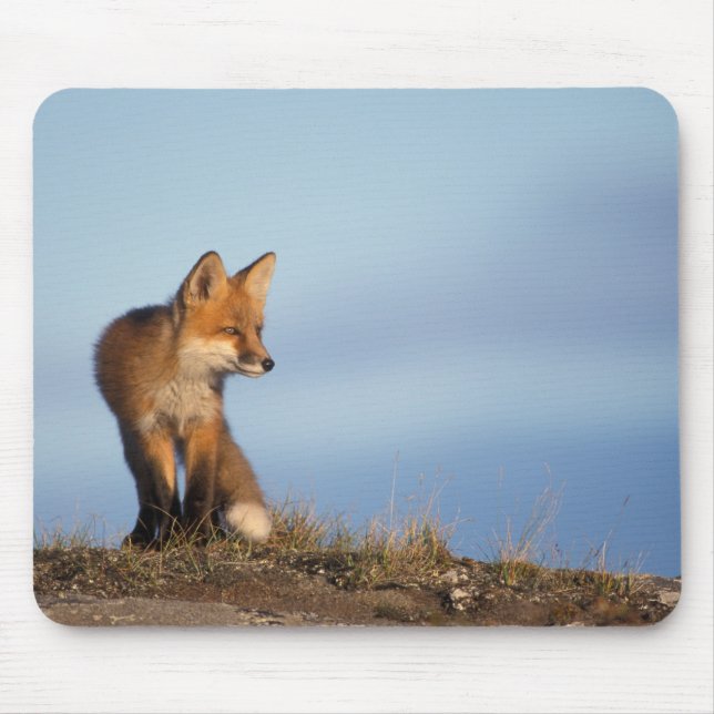red fox, Vulpes vulpes Mouse Pad (Front)